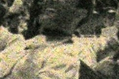 Alferez 1960 (Dia dels Trons) Fernando Balmaseda Badía